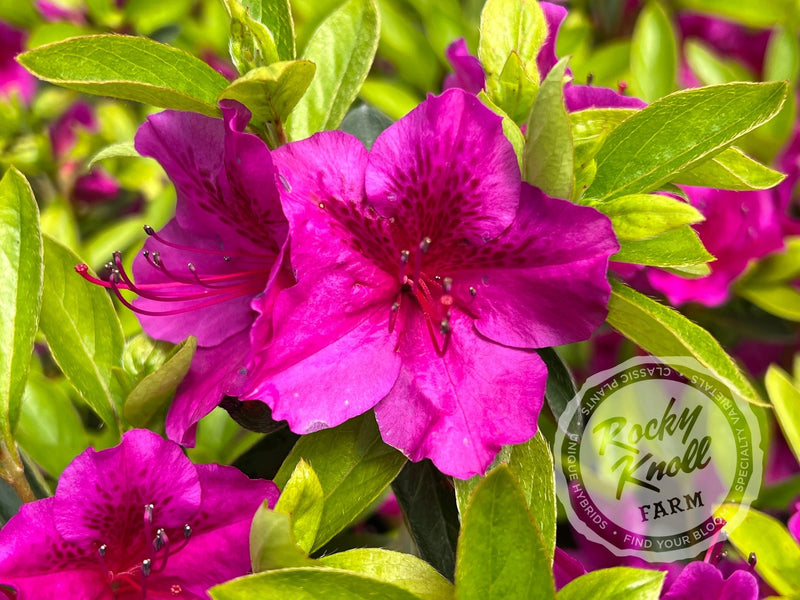 Leslie's Purple (Girard's) plant from Rocky Knoll Farm