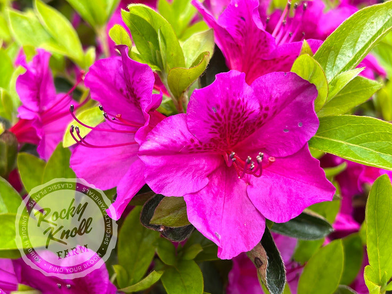 Leslie's Purple (Girard's) plant from Rocky Knoll Farm