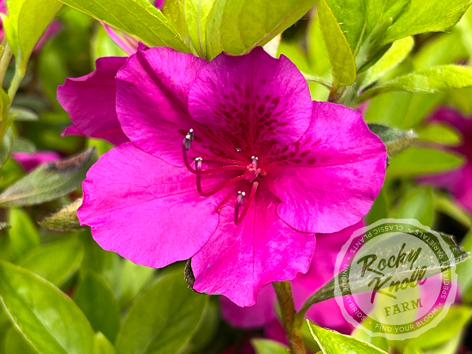 Leslie's Purple (Girard's) - Rocky Knoll Farm