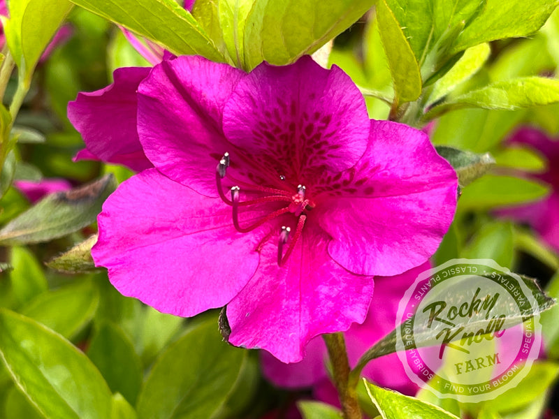 Leslie's Purple (Girard's) plant from Rocky Knoll Farm