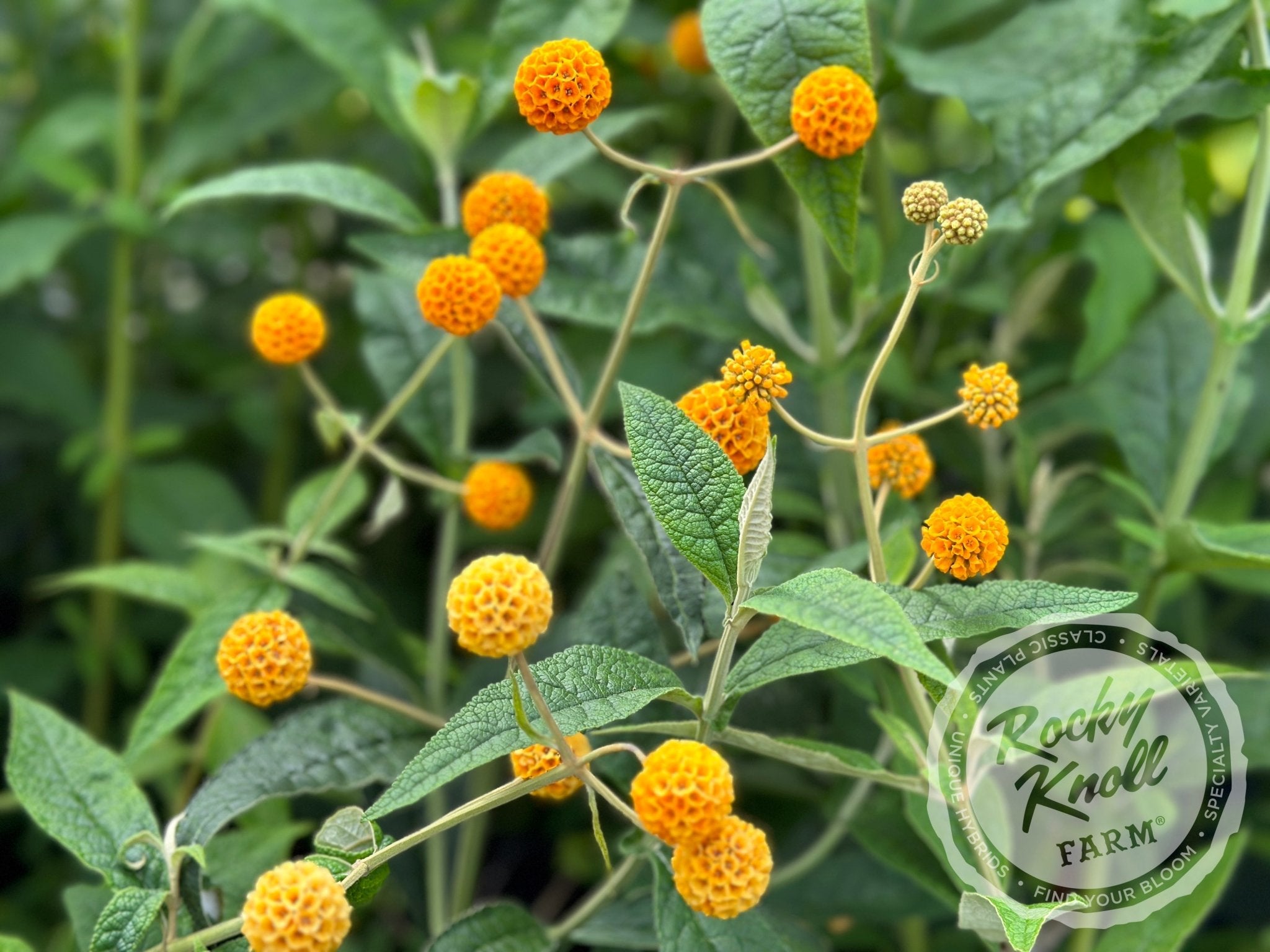 Orange Ball Butterfly Bush - Buddleia globosa - Rocky Knoll Farm