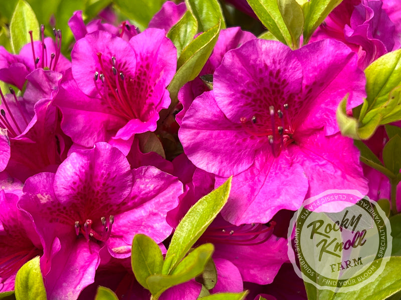 Leslie's Purple (Girard's) plant from Rocky Knoll Farm