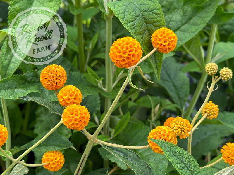 Orange Ball Butterfly Bush - Buddleia globosa plant from Rocky Knoll Farm