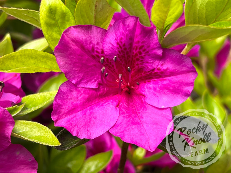 Leslie's Purple (Girard's) plant from Rocky Knoll Farm