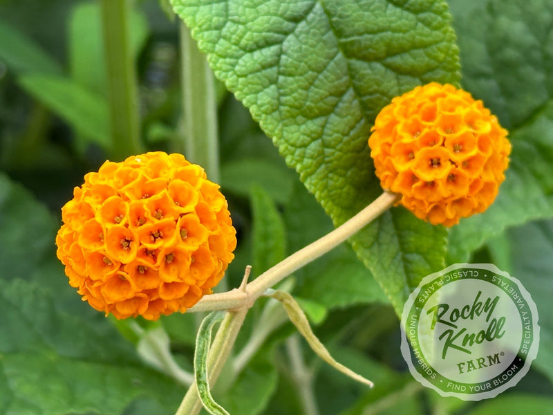 Orange Ball Butterfly Bush - Buddleia globosa plant from Rocky Knoll Farm