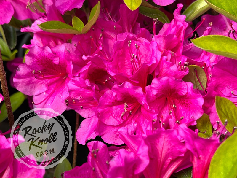 Leslie's Purple (Girard's) plant from Rocky Knoll Farm