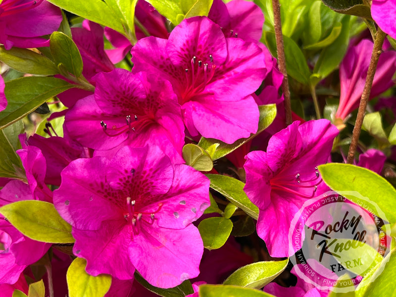 Leslie's Purple (Girard's) plant from Rocky Knoll Farm
