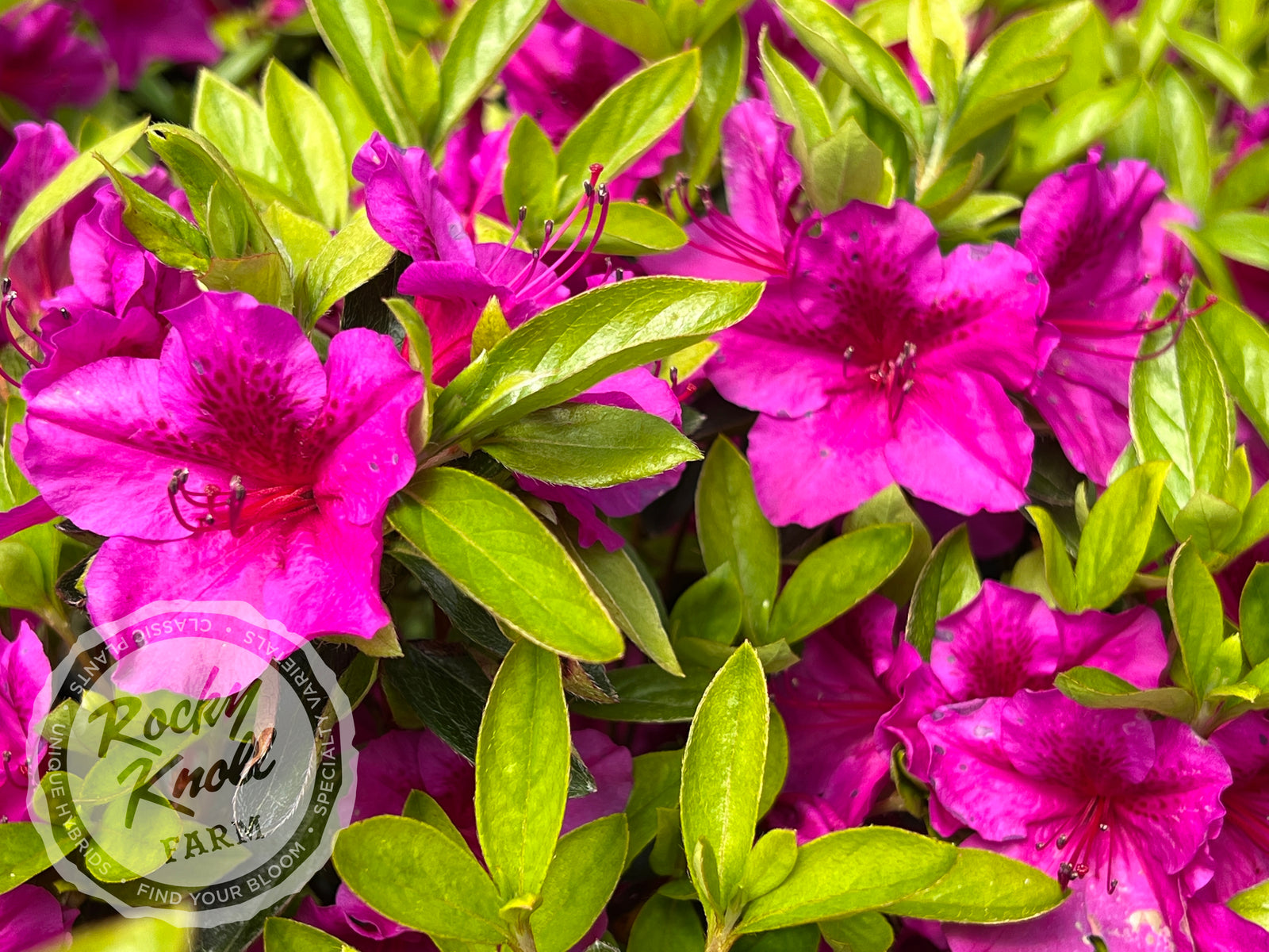 Leslie's Purple (Girard's) - Rocky Knoll Farm