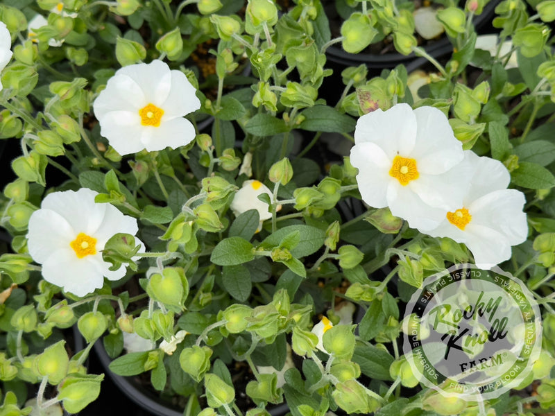 Cistus x heterocalyx Chelsea Bonnet Rockrose plant from Rocky Knoll Farm