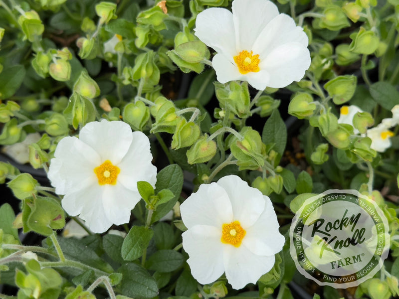 Cistus x heterocalyx Chelsea Bonnet Rockrose plant from Rocky Knoll Farm