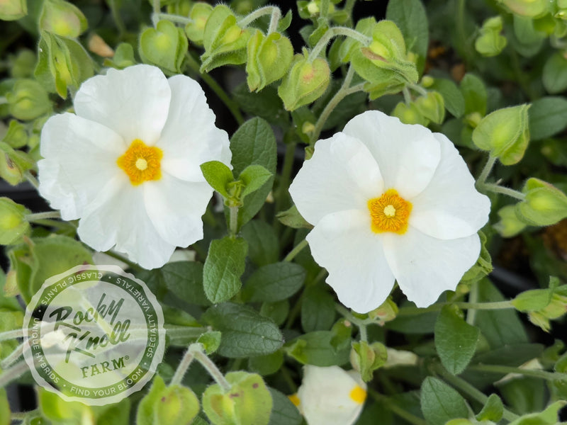 Cistus x heterocalyx Chelsea Bonnet Rockrose plant from Rocky Knoll Farm