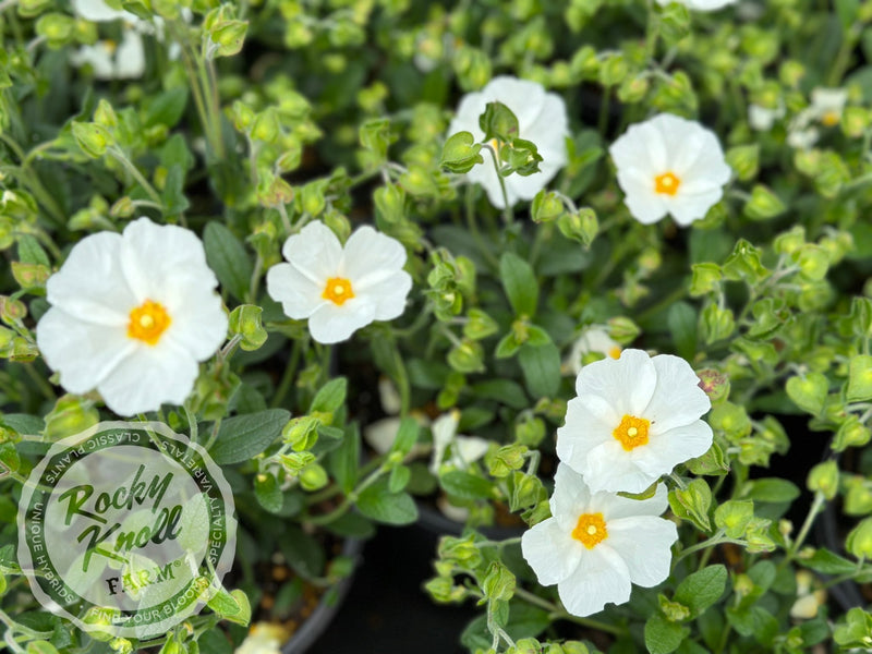 Cistus x heterocalyx Chelsea Bonnet Rockrose plant from Rocky Knoll Farm