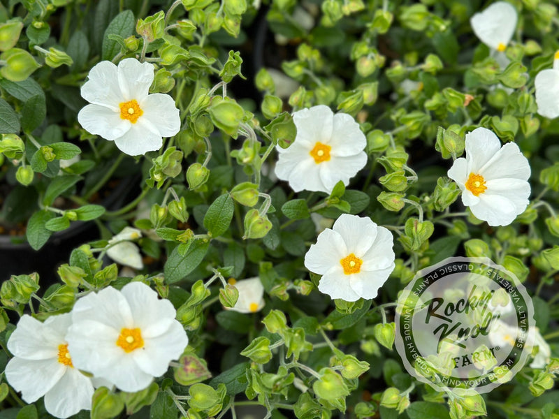 Cistus x heterocalyx Chelsea Bonnet Rockrose plant from Rocky Knoll Farm