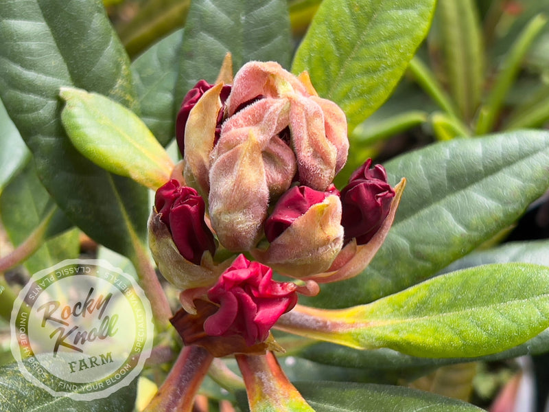 Scarlet Leopard - Rocky Knoll Farm