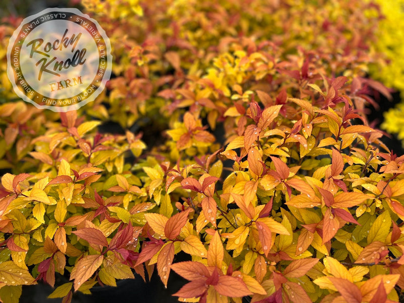 Spiraea Goldflame plant from Rocky Knoll Farm