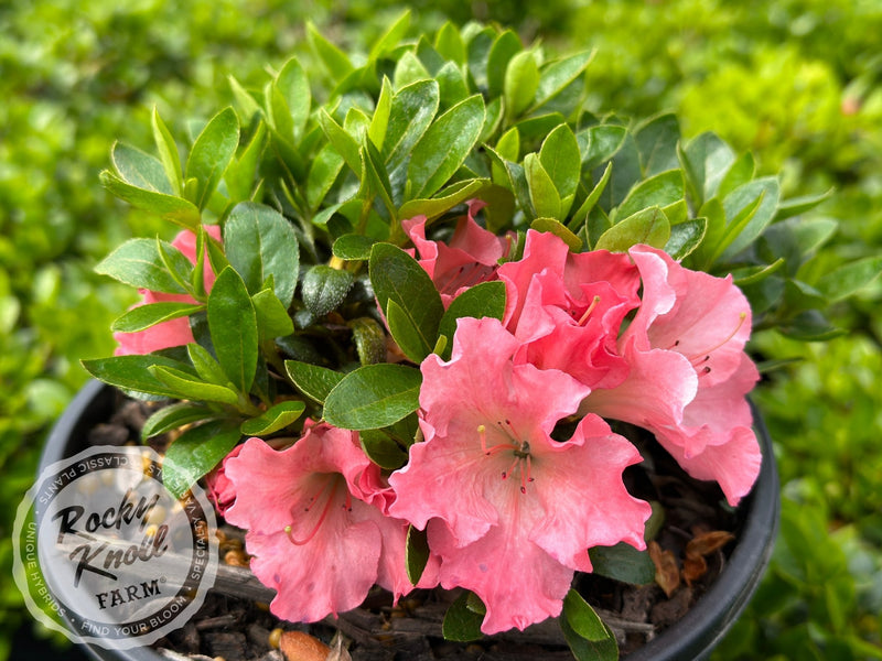 Gumpo Pink plant from Rocky Knoll Farm