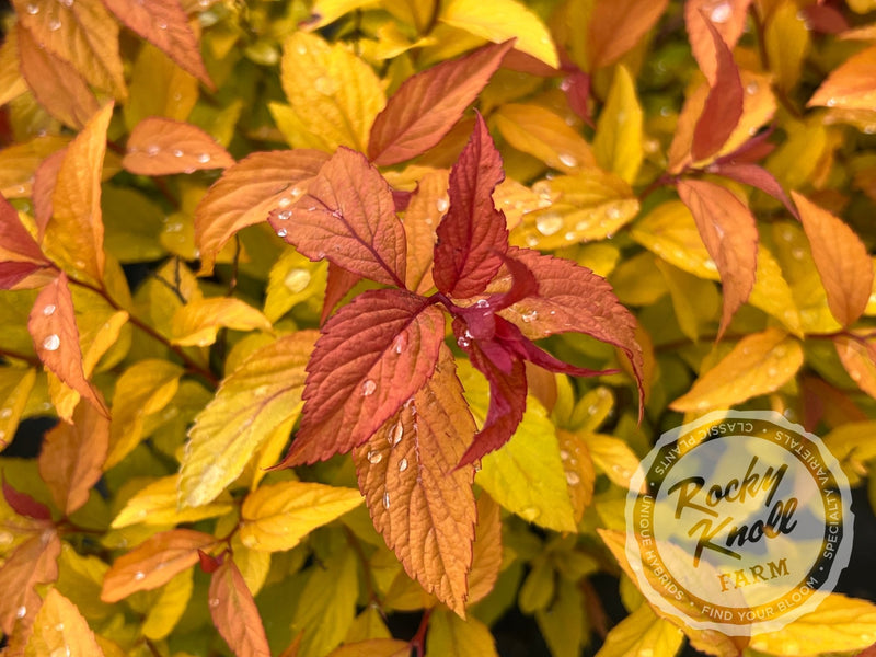 Spiraea Goldflame plant from Rocky Knoll Farm