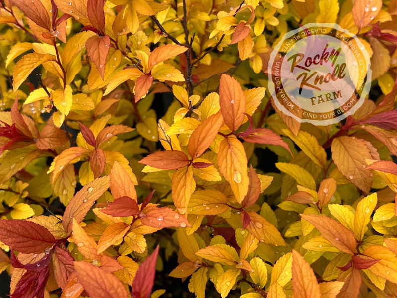 Spiraea Goldflame plant from Rocky Knoll Farm