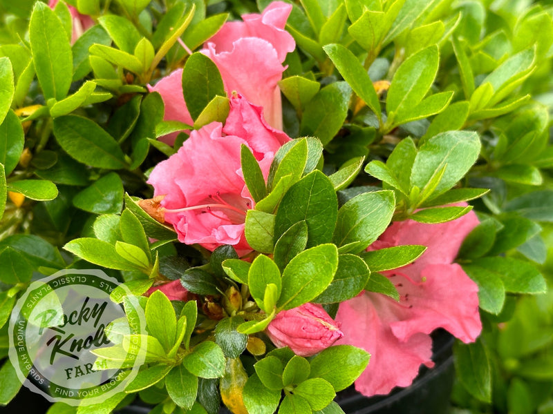 Gumpo Pink plant from Rocky Knoll Farm