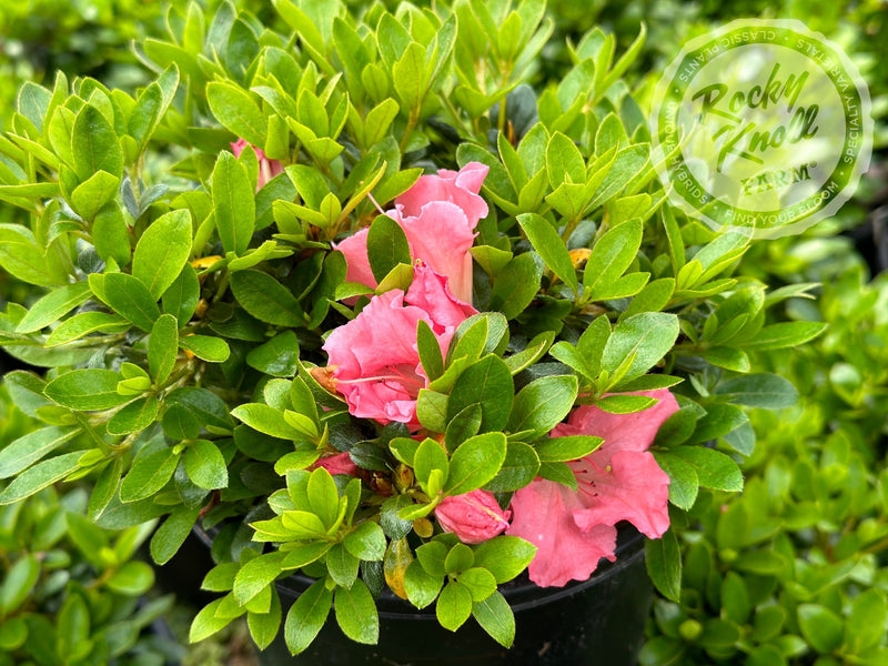 Gumpo Pink plant from Rocky Knoll Farm