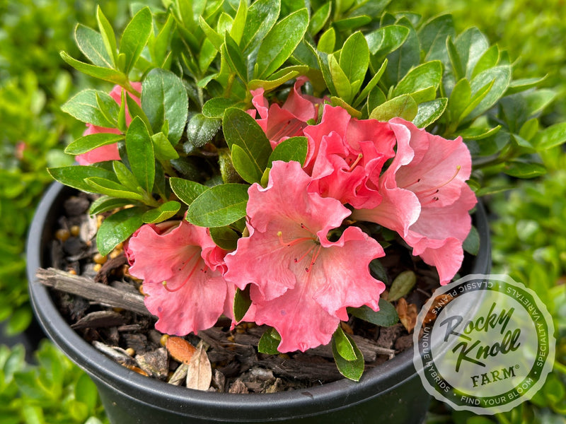 Gumpo Pink plant from Rocky Knoll Farm