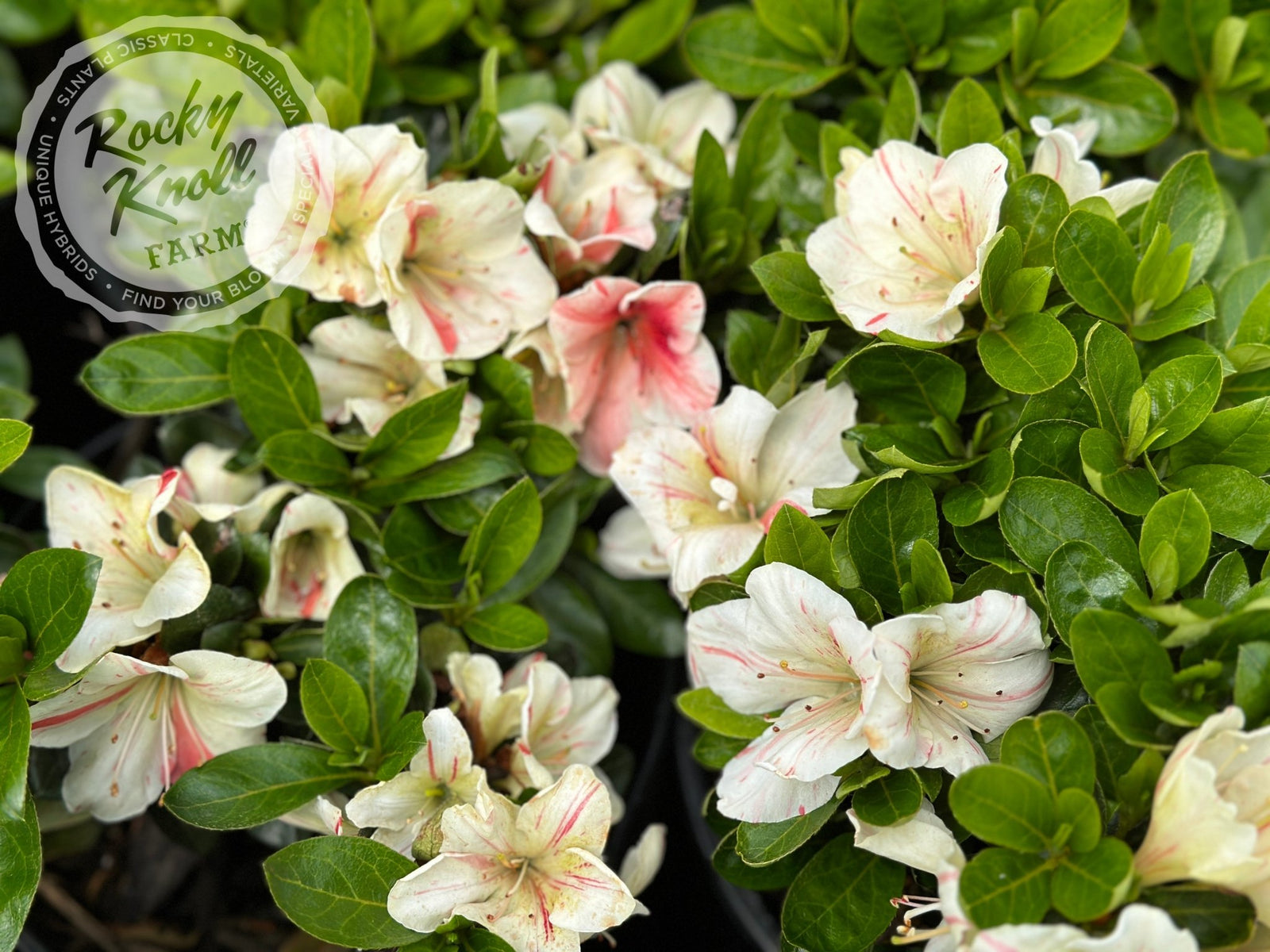 Sarah Holden - Rocky Knoll Farm