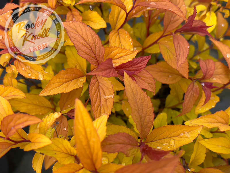 Spiraea Goldflame plant from Rocky Knoll Farm