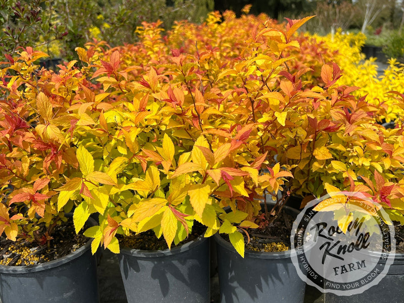 Spiraea Goldflame plant from Rocky Knoll Farm