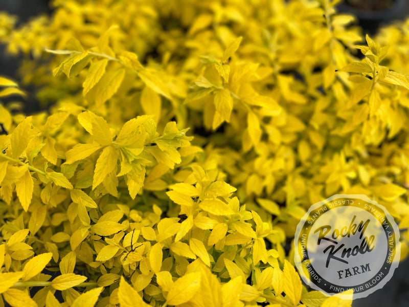 Spiraea White Gold plant from Rocky Knoll Farm