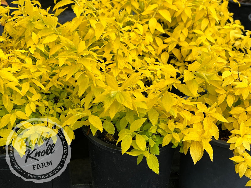 Spiraea White Gold plant from Rocky Knoll Farm