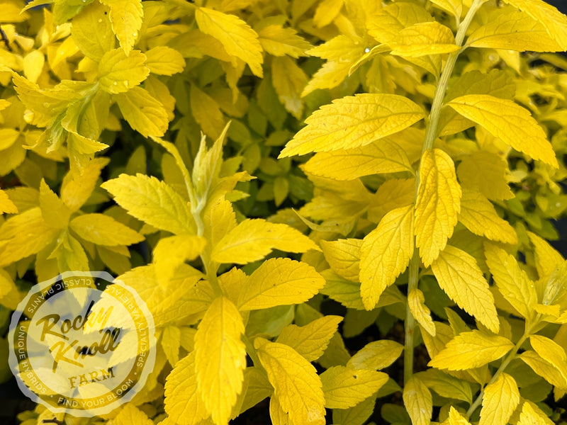Spiraea White Gold plant from Rocky Knoll Farm
