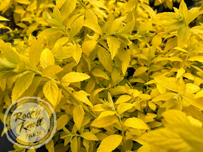 Spiraea White Gold plant from Rocky Knoll Farm