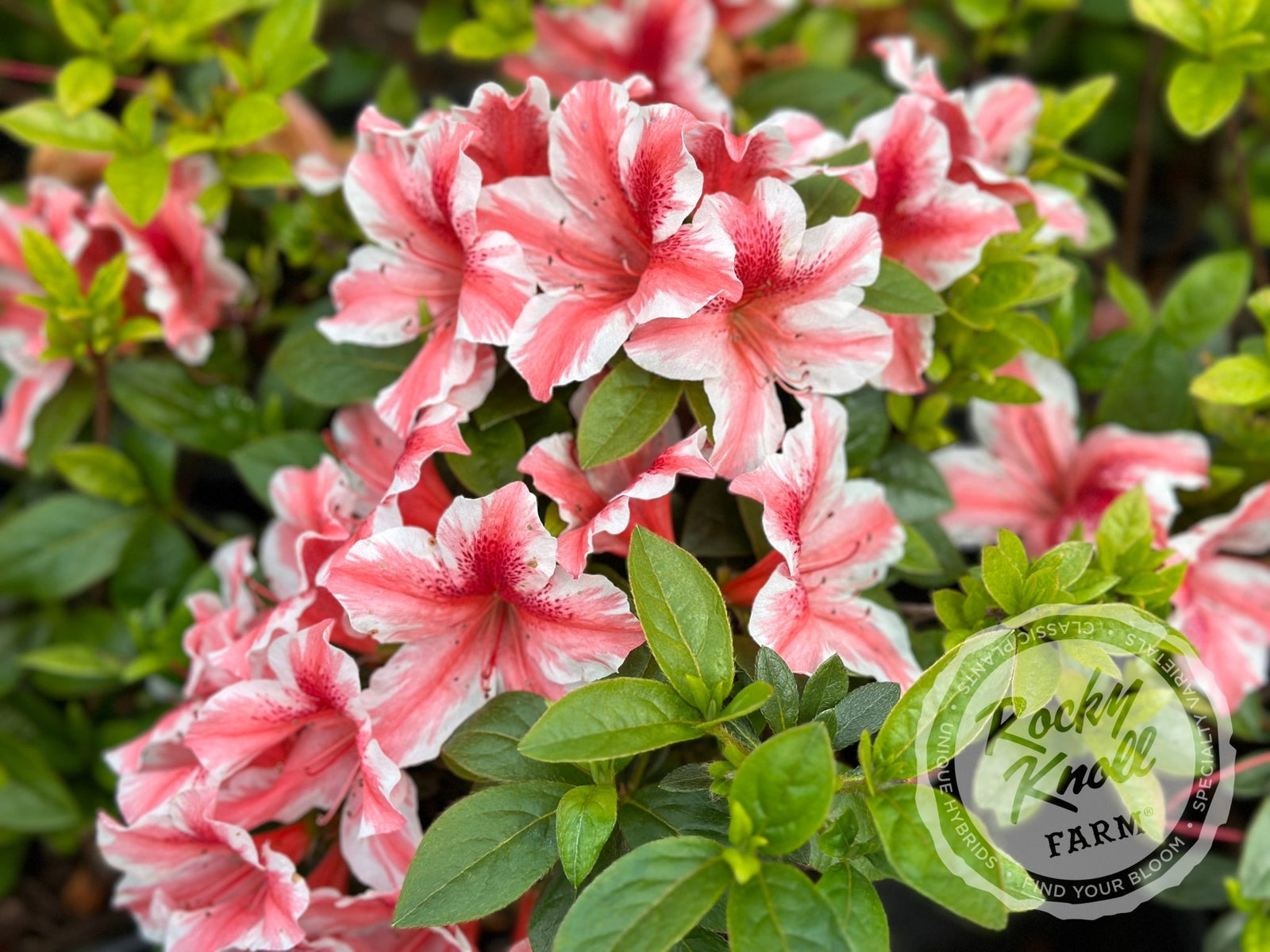 BOTANICAL RINKSページ Waterfront Botanical Gardens shows off plans for new Japanese