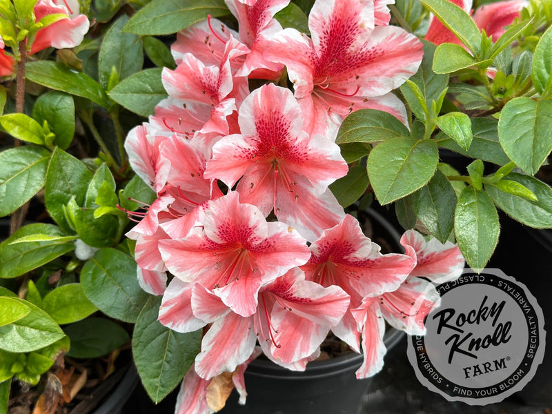 Ben Morrison plant from Rocky Knoll Farm