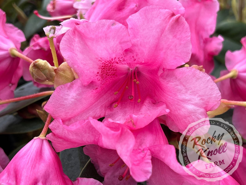Oudijk's Sensation plant from Rocky Knoll Farm