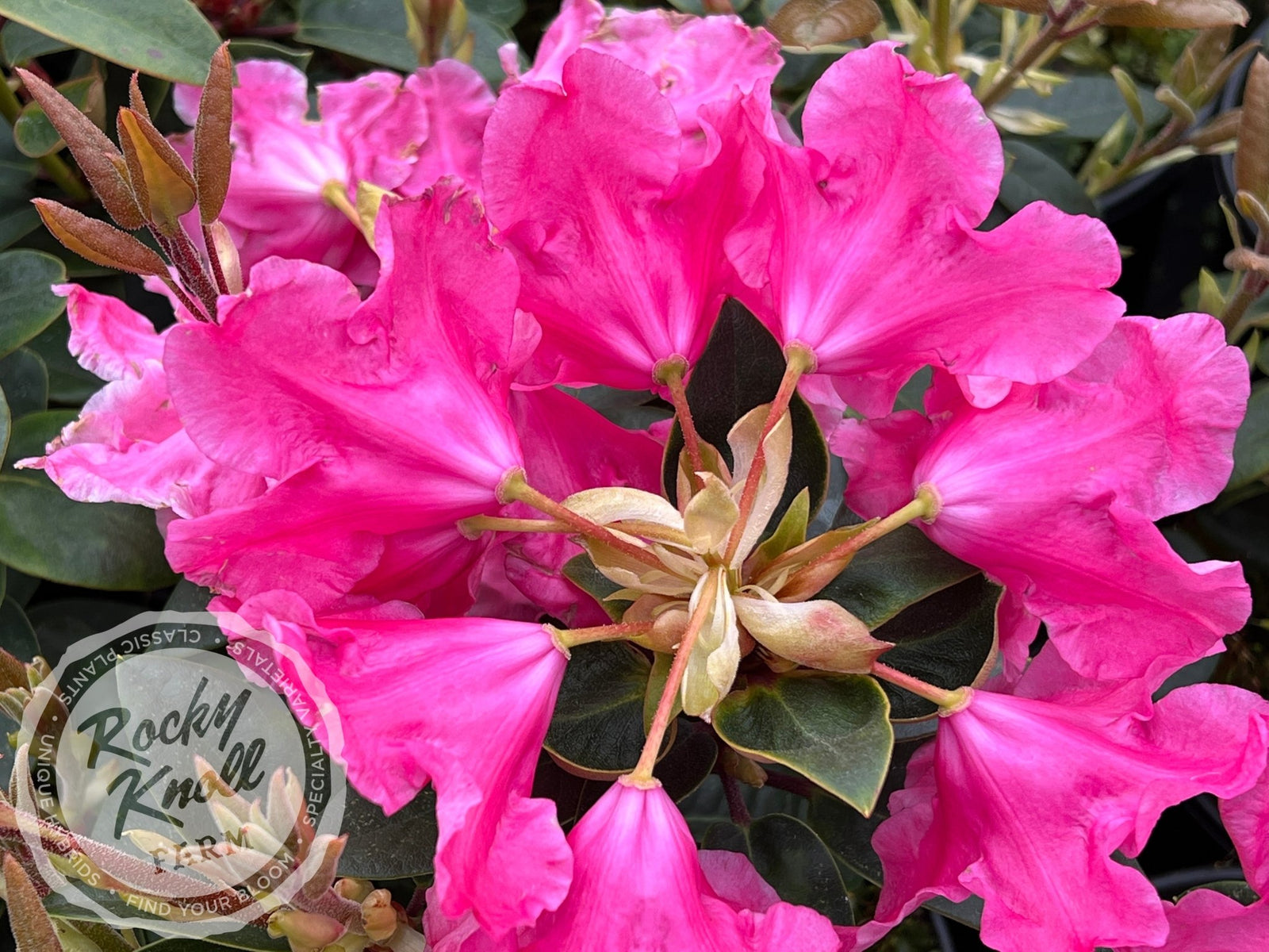 キングドームフラワーピンク Pink Splendor - KingsMums LLC