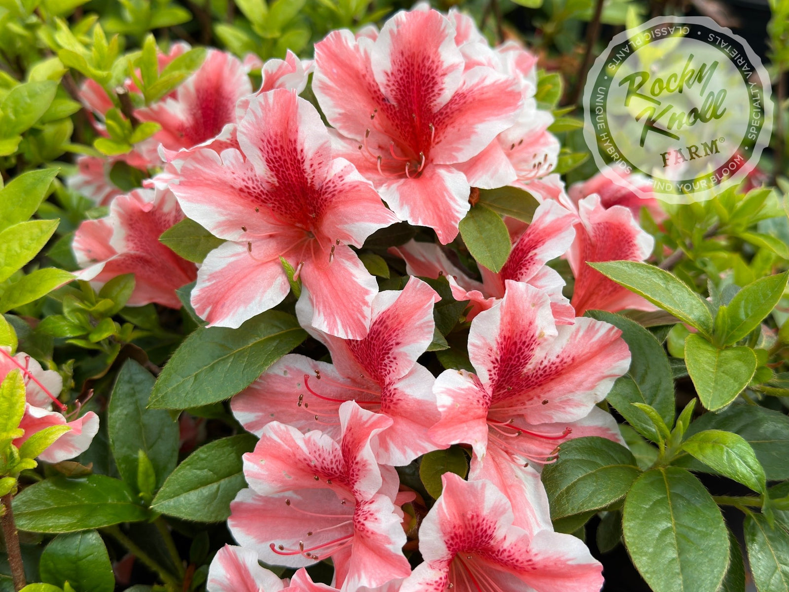 Ben Morrison - Rocky Knoll Farm