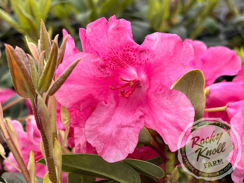 Oudijk's Sensation plant from Rocky Knoll Farm