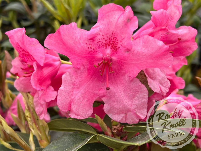 Oudijk's Sensation plant from Rocky Knoll Farm