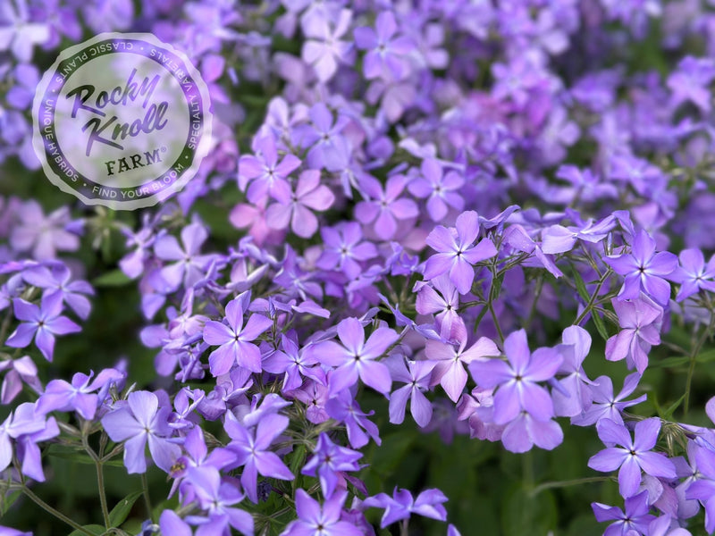 Phlox divaricata - Blue Moon (Woodland Phlox) plant from Rocky Knoll Farm