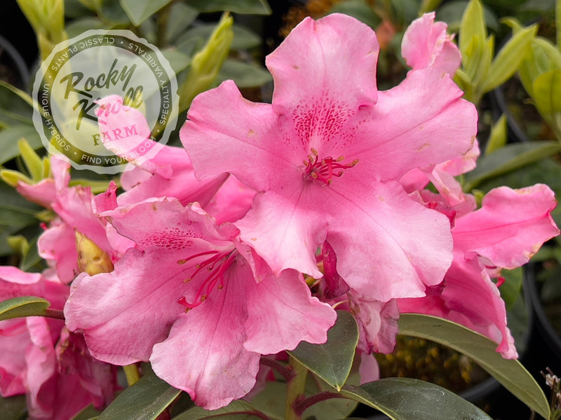Oudijk's Sensation plant from Rocky Knoll Farm