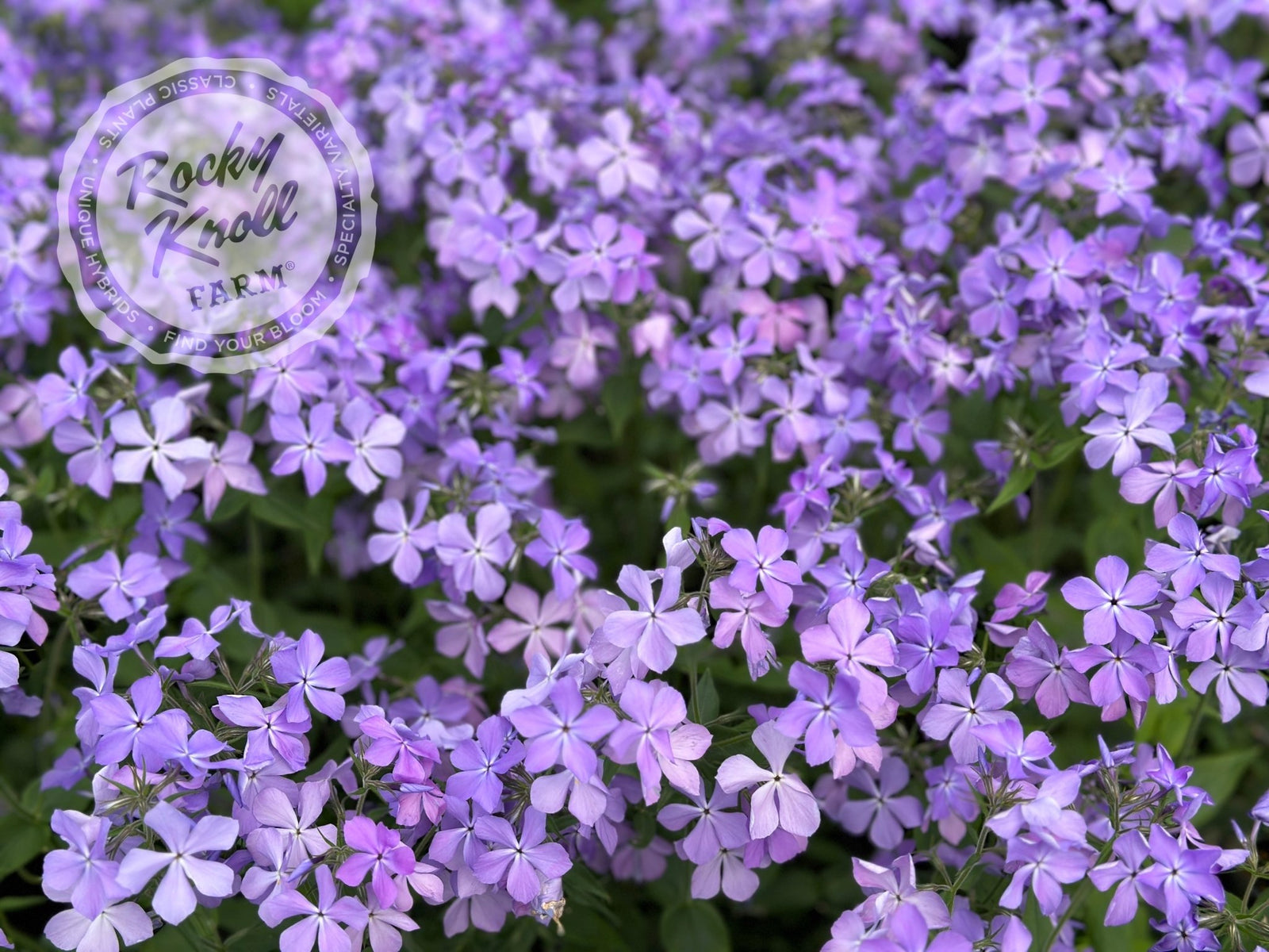 IMG_1294-544584_1600x.jpg?v=