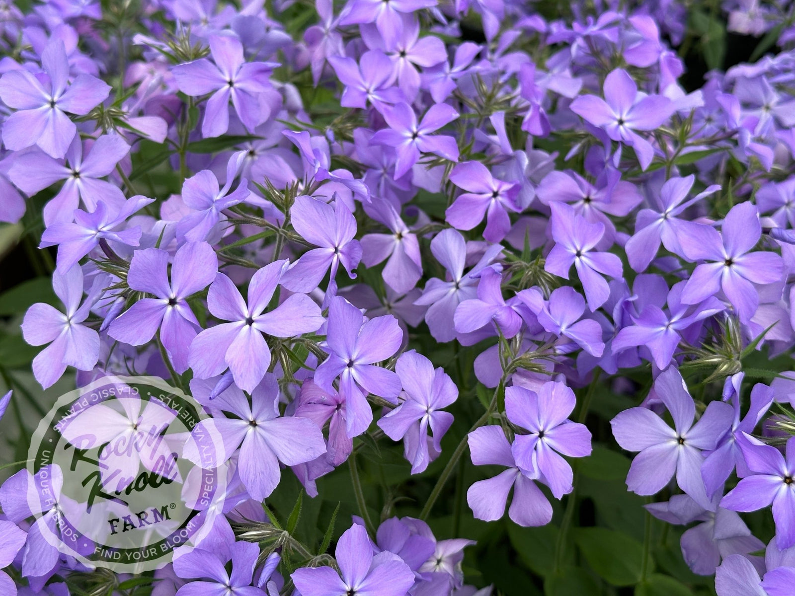 ◾️ヘレンド◾️フラワーブルーリボン/エレガントウォールクロック/定価12万円 Phlox divaricata - Blue Moon (Woodland Phlox) - Rocky Knoll Farm