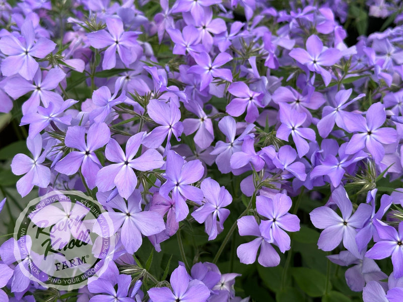 Phlox divaricata - Blue Moon (Woodland Phlox) plant from Rocky Knoll Farm