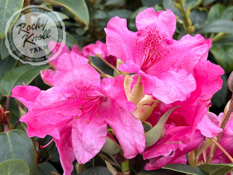 Oudijk's Sensation plant from Rocky Knoll Farm