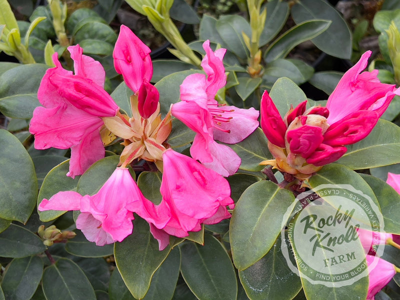Oudijk's Sensation plant from Rocky Knoll Farm