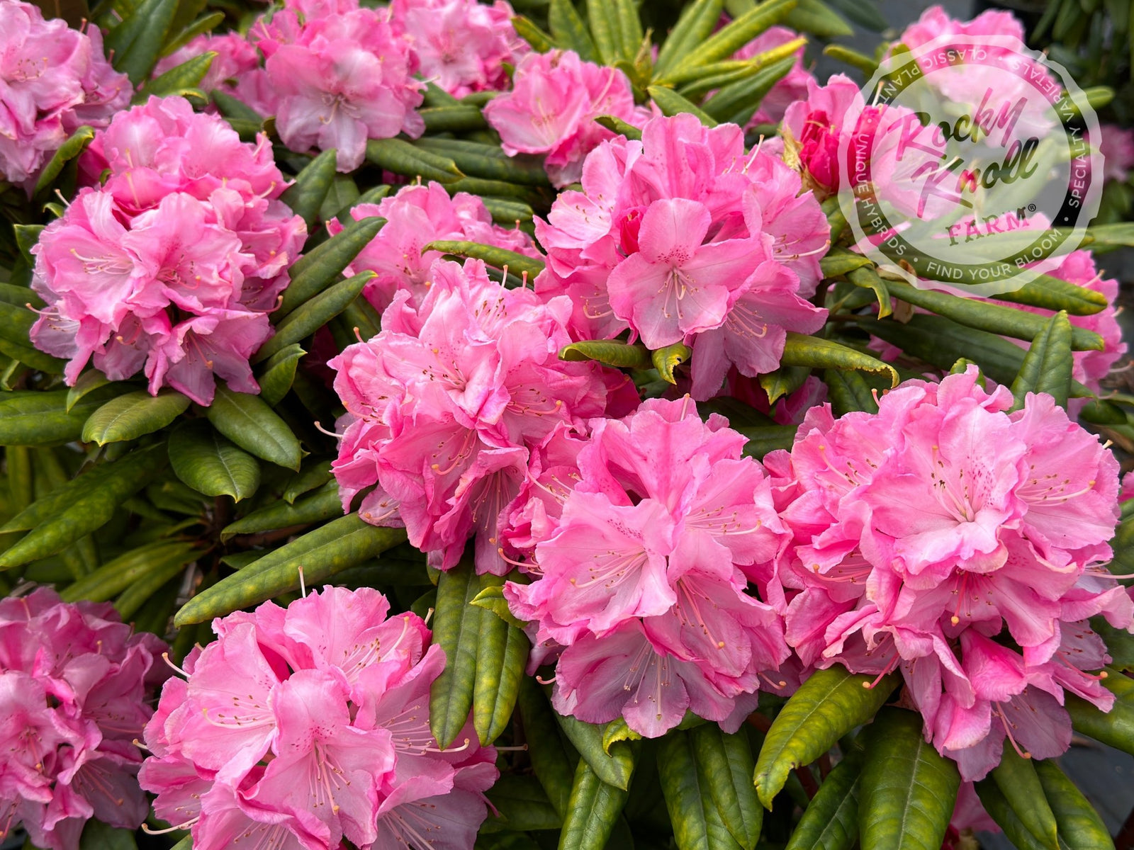 Peppermint Twist - Rocky Knoll Farm