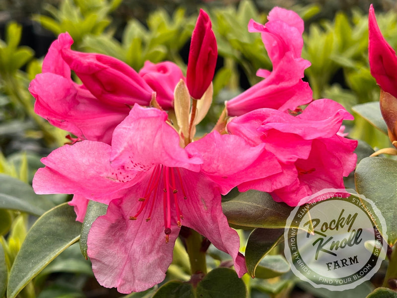 Oudijk's Sensation plant from Rocky Knoll Farm