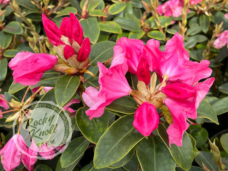 Oudijk's Sensation plant from Rocky Knoll Farm