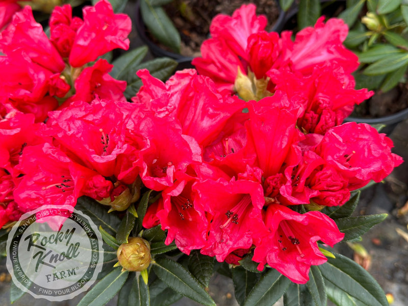 Belva’s Joy plant from Rocky Knoll Farm